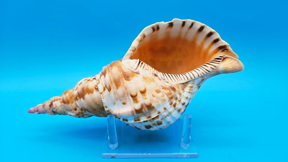 Large Pacific Triton Shell (Charonia tritonis), 10" x 4.5"