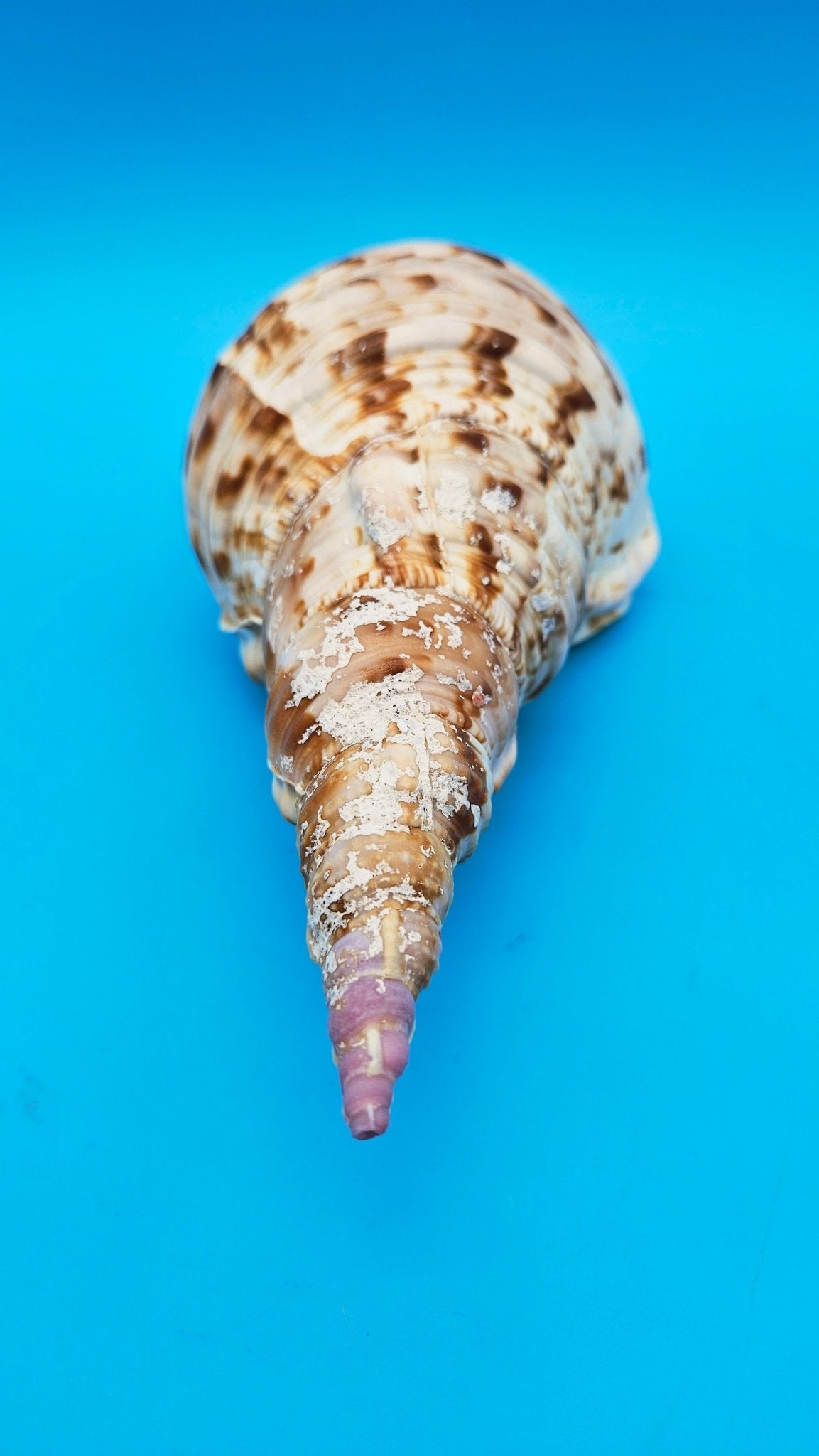 Large Pacific Triton Shell (Charonia tritonis), 10" x 4.5"