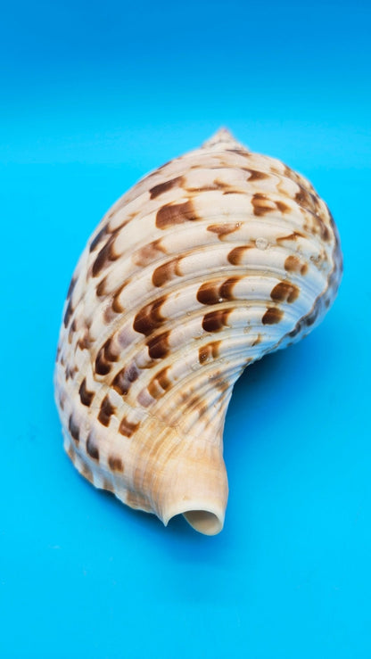 Large Pacific Triton Shell (Charonia tritonis), 10" x 4.5"