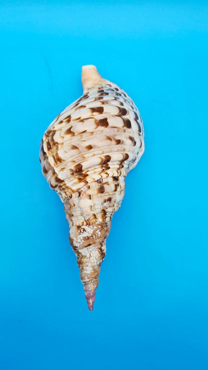 Large Pacific Triton Shell (Charonia tritonis), 10" x 4.5"
