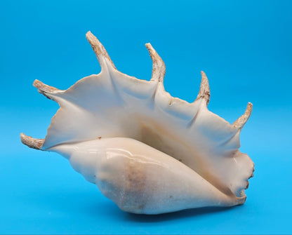 Large Giant Spider Conch Shell (Lambis truncata) with Periostracum
