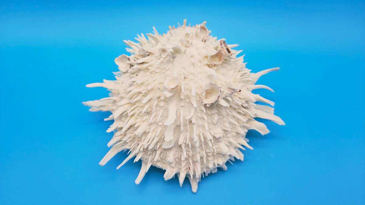 White Thorny Oyster Shell Specimen, Spondylus, 7" x 7"