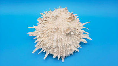 White Thorny Oyster Shell Specimen, Spondylus, 7" x 7"