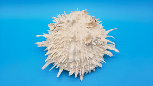 White Thorny Oyster Shell Specimen, Spondylus, 7" x 7" – Shells