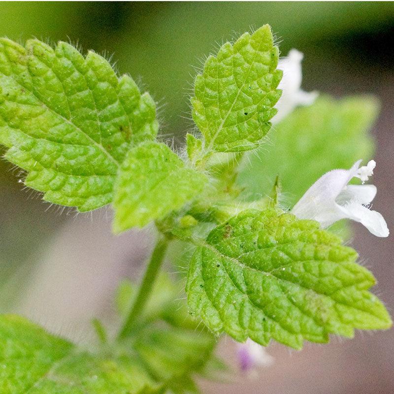 Lemon Balm (Organic) – Vegetable Seeds