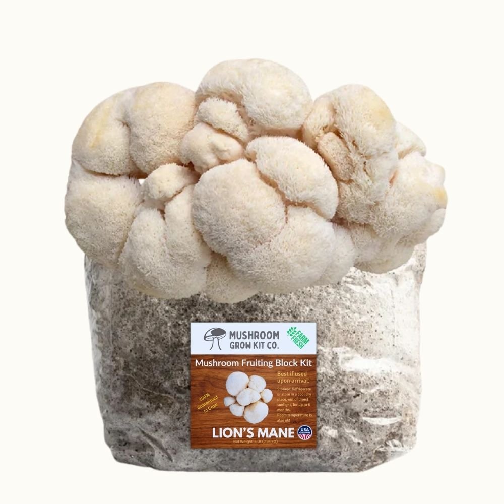 4 Pack - Lion's Mane, Gold, Pink, and Blue Oyster Mushroom Grow Kit Fruiting Blocks – Oyster Mushrooms