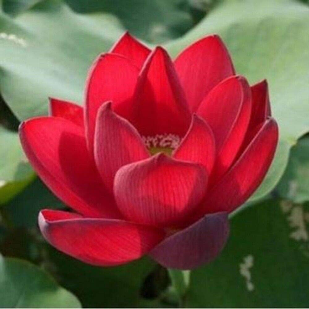 Red Lotus Seeds – Aquatic Water Garden Flower Plant