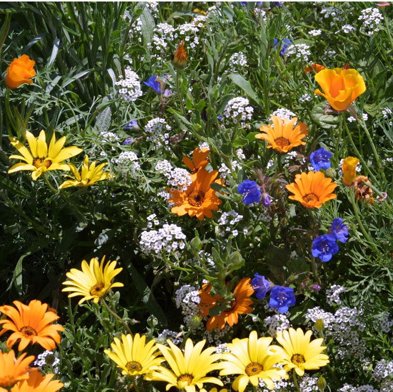 Low Growing Wildflower Mix (1/4 lb) – Flower Seeds