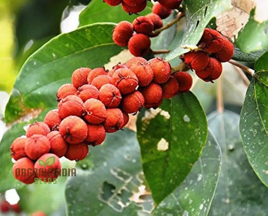 Mallotus Philippensis Seeds for Planting, Unique Addition to Your Garden, Premium Seeds for Gardening