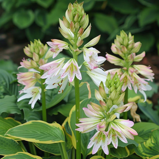 Mixed Hosta Jordan Seeds – Perennial Shade Garden Plant for Landscaping & Ground Cover