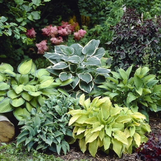 Mixed Hosta Perennials, Hardy Bare Root Shade Plants for Lush Gardens