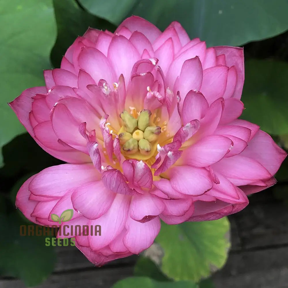Lotus Seeds (Momo Botan Lotus Seeds) - Exquisite Pink Blooms for Ponds & Water Gardens