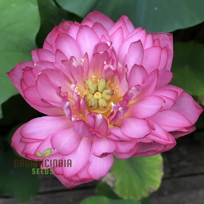 Lotus Seeds (Momo Botan Lotus Seeds) - Exquisite Pink Blooms for Ponds & Water Gardens