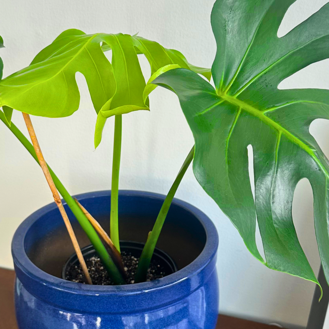 Monstera deliciosa (Swiss Cheese Plant)