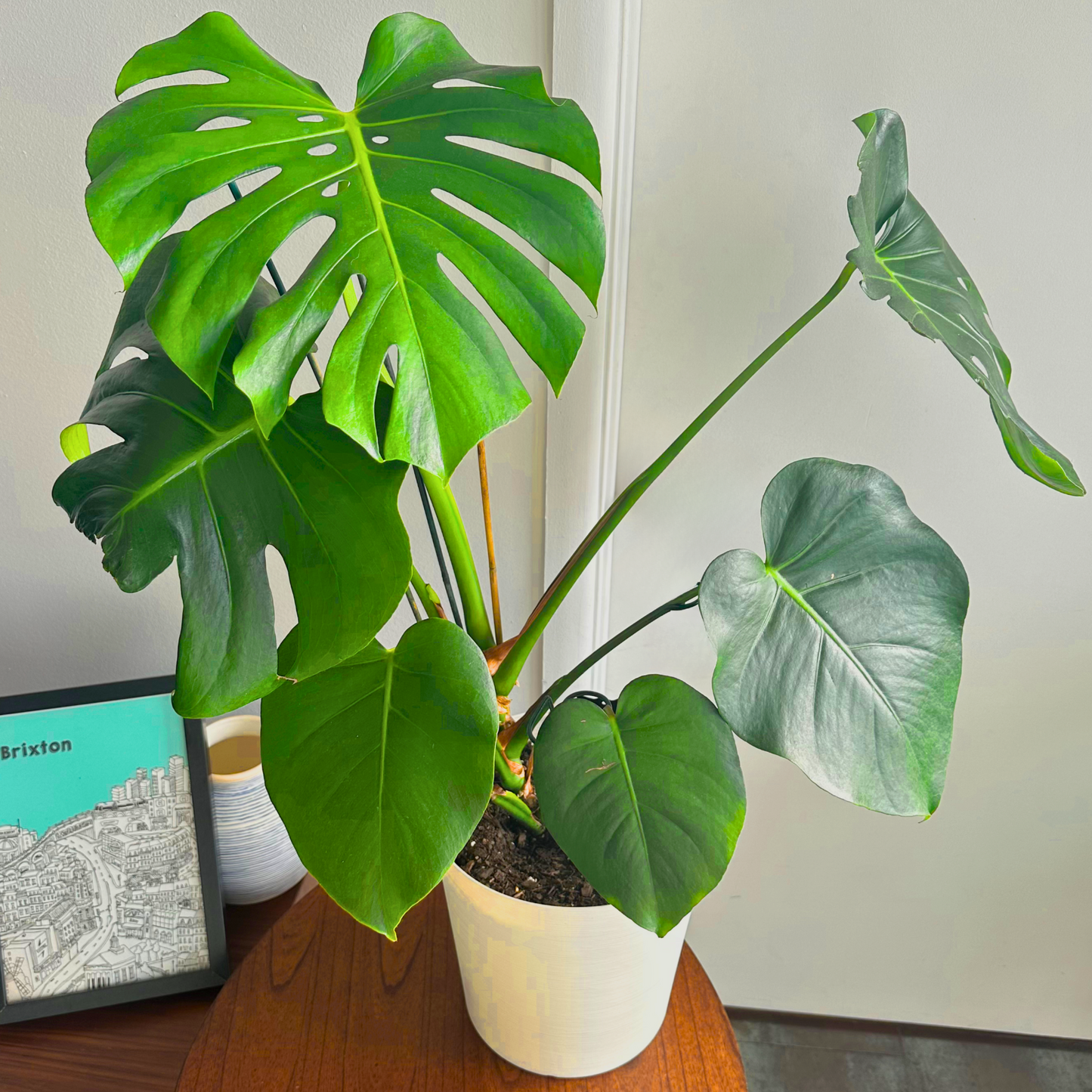 Monstera deliciosa (Swiss Cheese Plant)