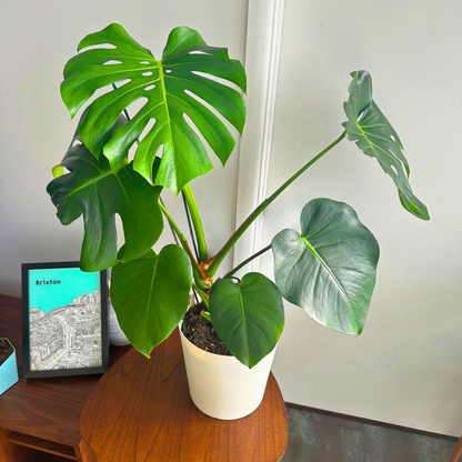 Monstera deliciosa (Swiss Cheese Plant)