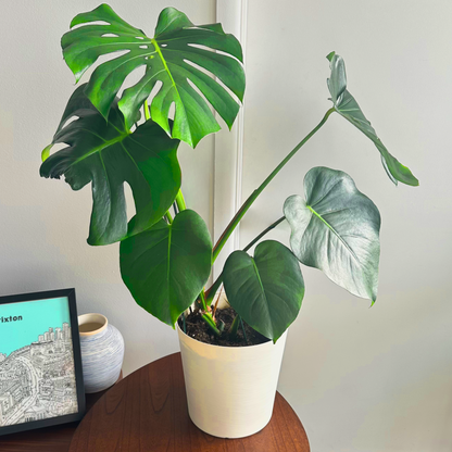 Monstera deliciosa (Swiss Cheese Plant)