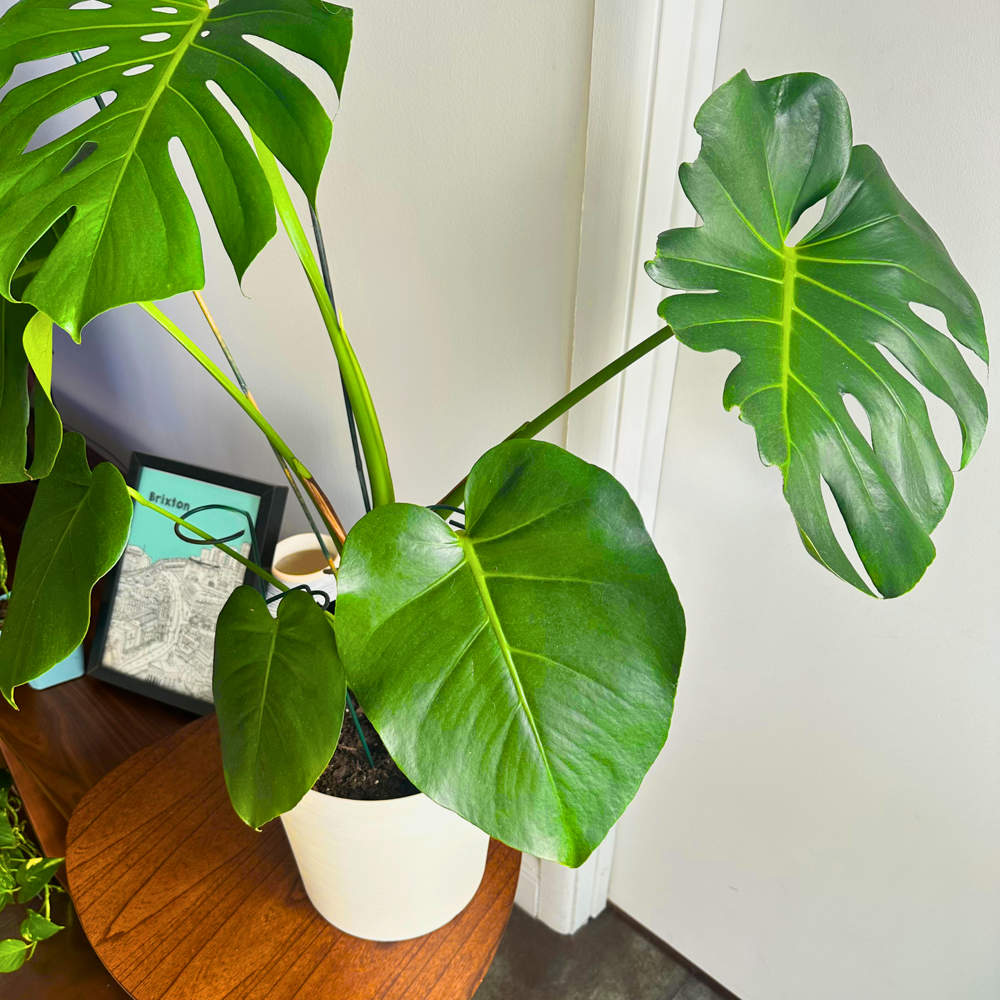 Monstera deliciosa (Swiss Cheese Plant)