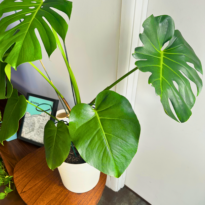 Monstera deliciosa (Swiss Cheese Plant)