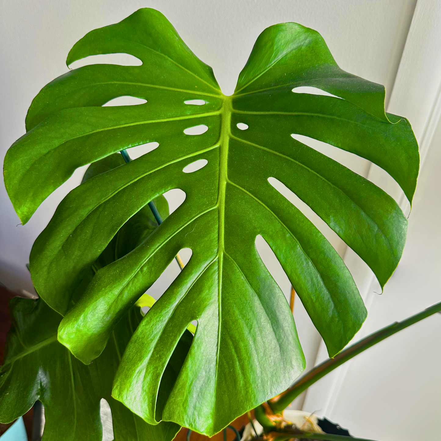 Monstera deliciosa (Swiss Cheese Plant)