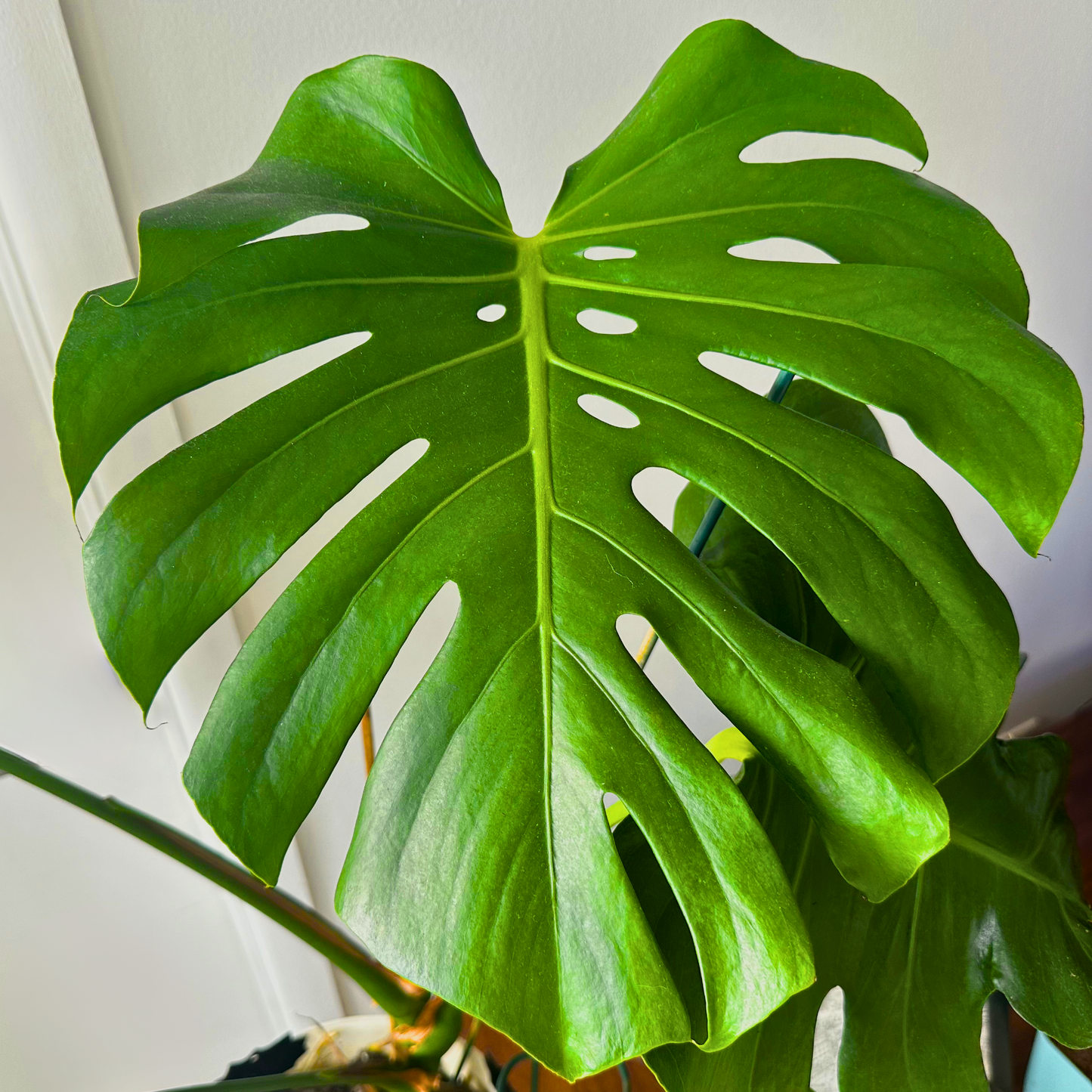 Monstera deliciosa (Swiss Cheese Plant)
