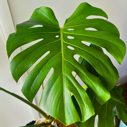 Monstera deliciosa (Swiss Cheese Plant)