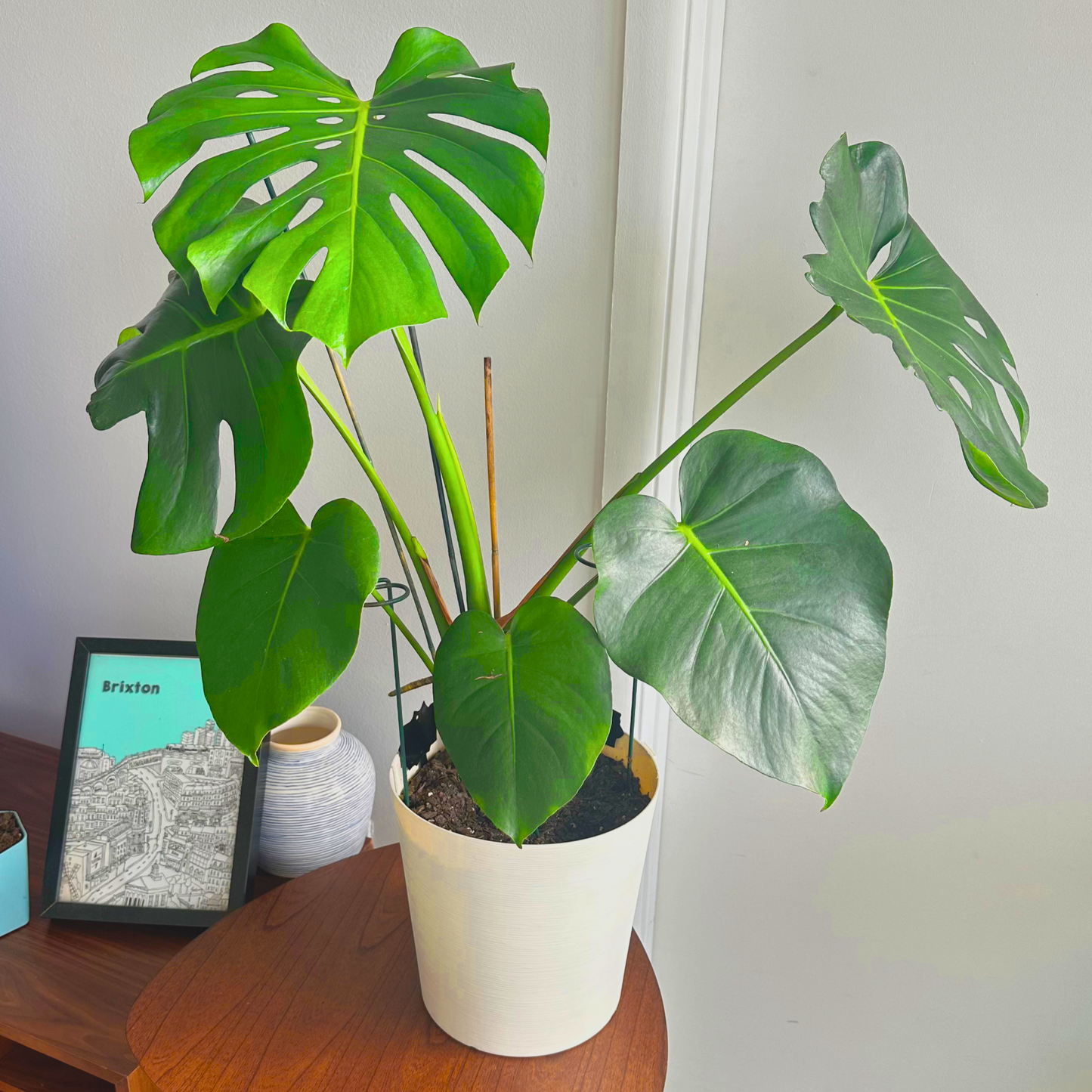 Monstera deliciosa (Swiss Cheese Plant)