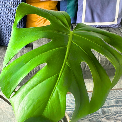 Monstera deliciosa (Swiss Cheese Plant)