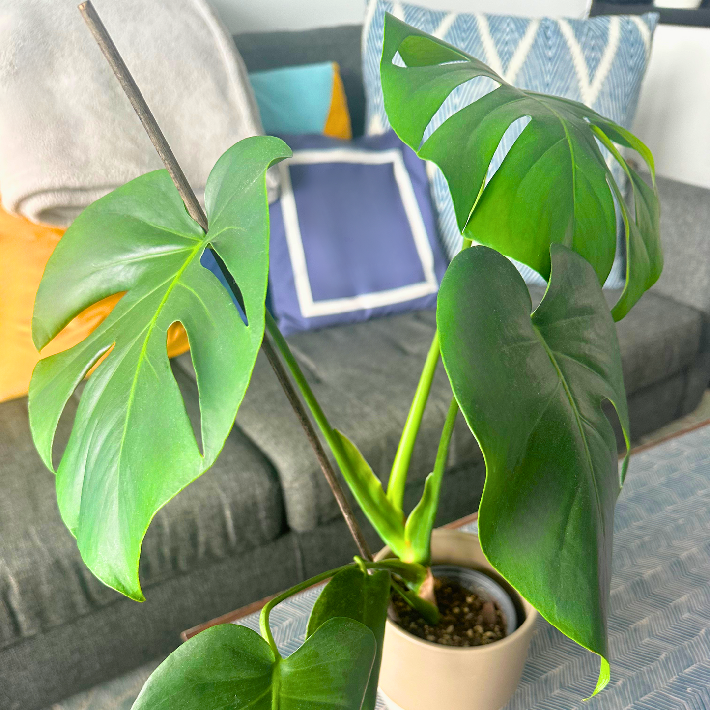 Monstera deliciosa (Swiss Cheese Plant)
