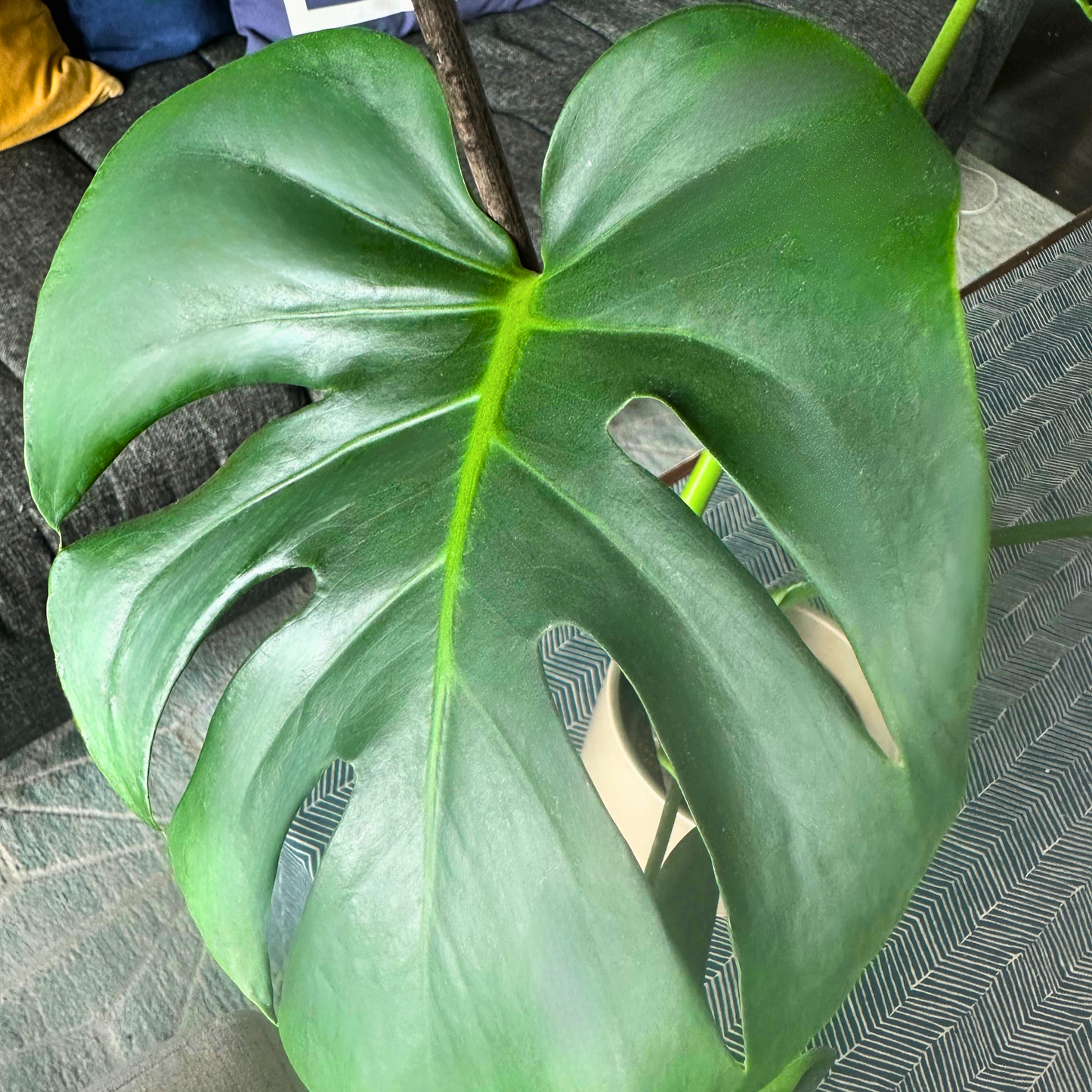 Monstera deliciosa (Swiss Cheese Plant)