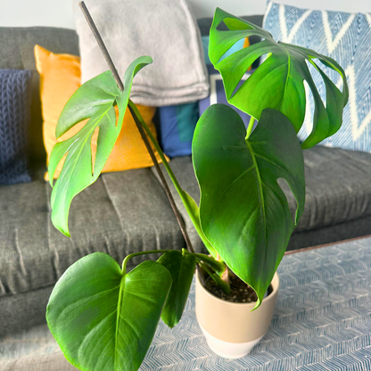Monstera deliciosa (Swiss Cheese Plant)