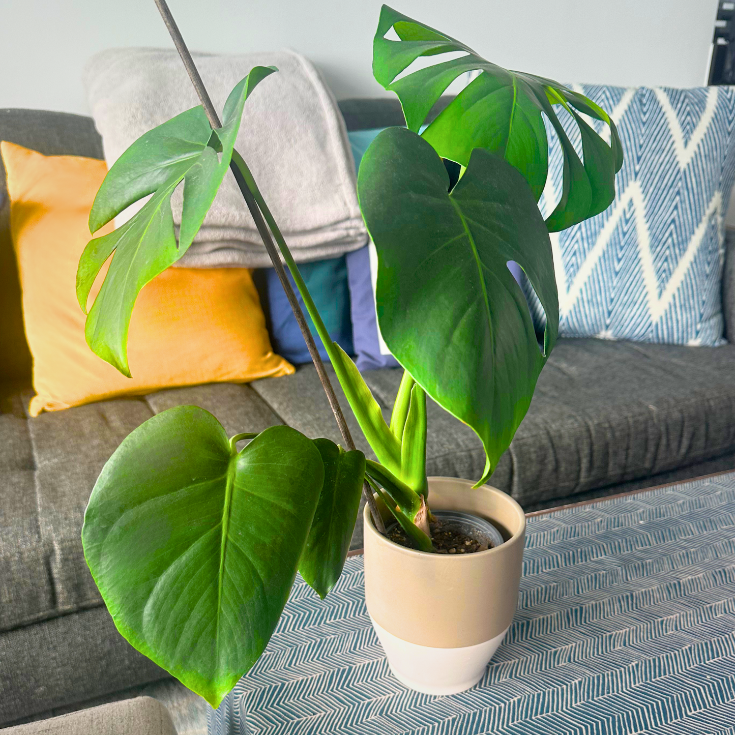 Monstera deliciosa (Swiss Cheese Plant)