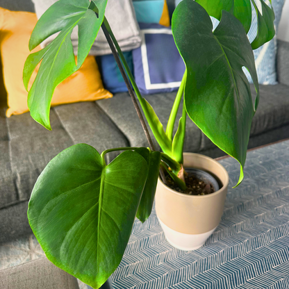 Monstera deliciosa (Swiss Cheese Plant)