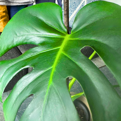 Monstera deliciosa (Swiss Cheese Plant)