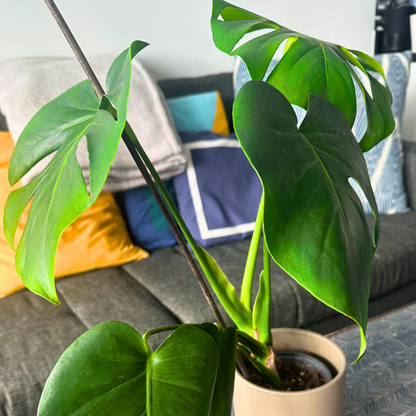 Monstera deliciosa (Swiss Cheese Plant)