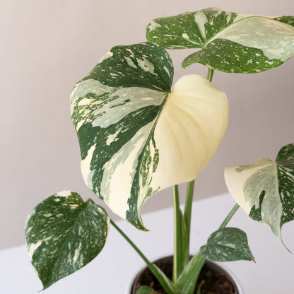Mysteria® Spotsylvania™ Variegated Monstera | leafjoy®