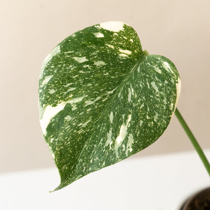 Mysteria® Spotsylvania™ Variegated Monstera | leafjoy®