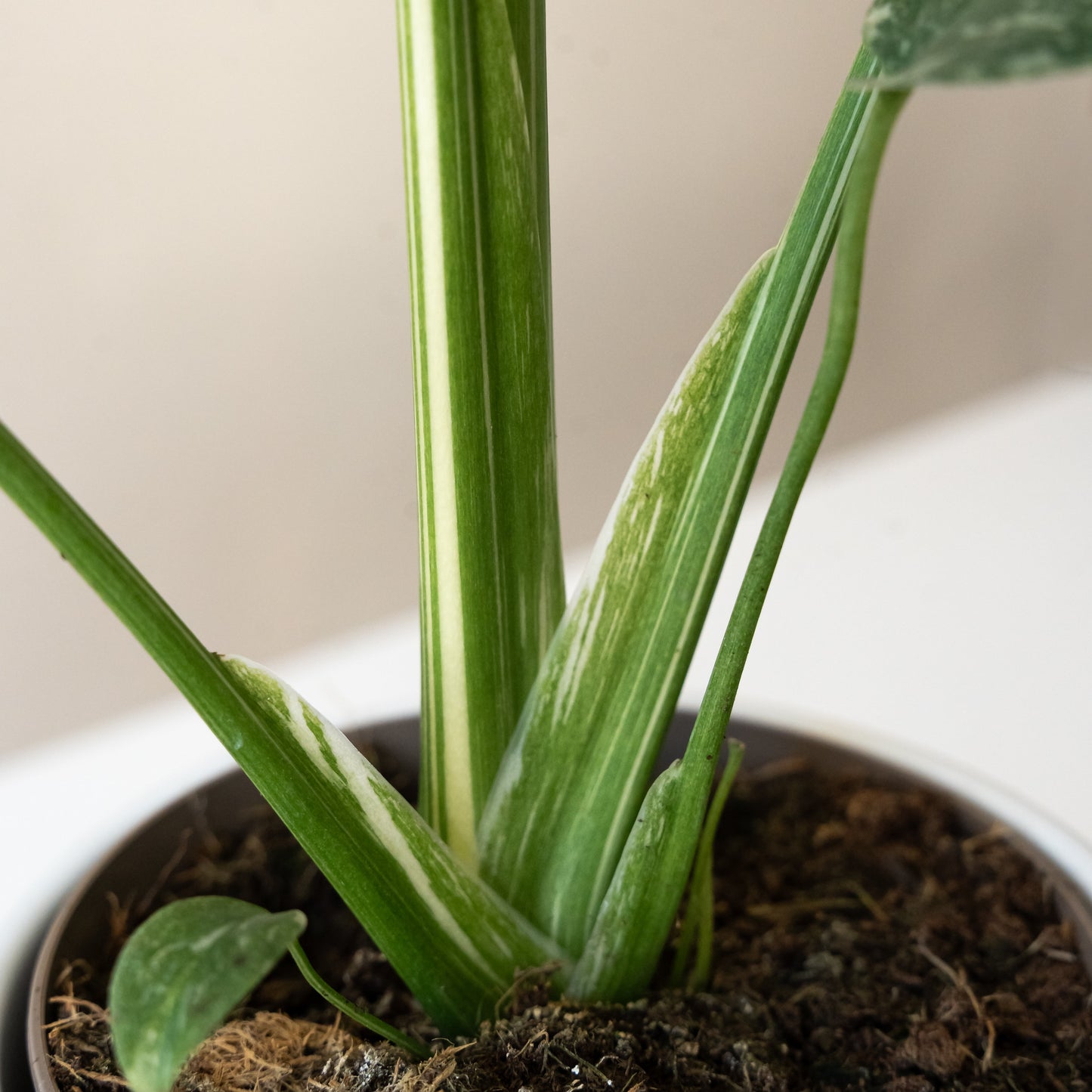 Mysteria® Spotsylvania™ Variegated Monstera | leafjoy®