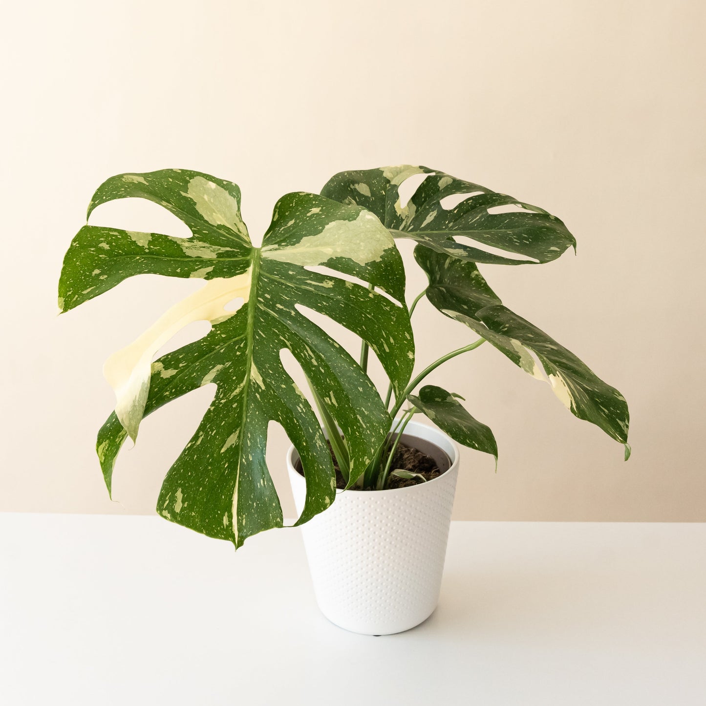 Mysteria® Spotsylvania™ Variegated Monstera | leafjoy®