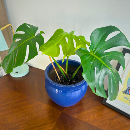 Monstera deliciosa (Swiss Cheese Plant)