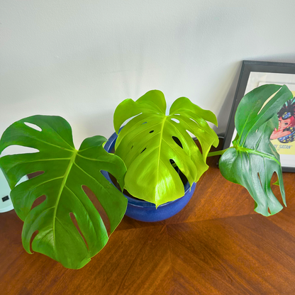 Monstera deliciosa (Swiss Cheese Plant)