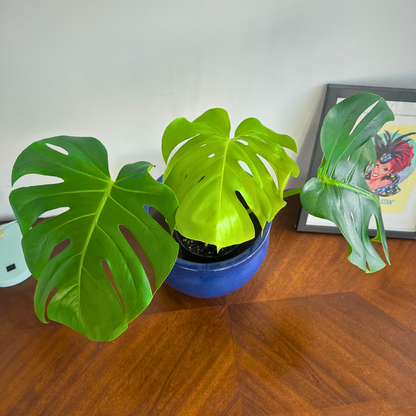 Monstera deliciosa (Swiss Cheese Plant)
