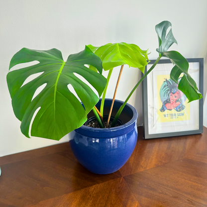Monstera deliciosa (Swiss Cheese Plant)
