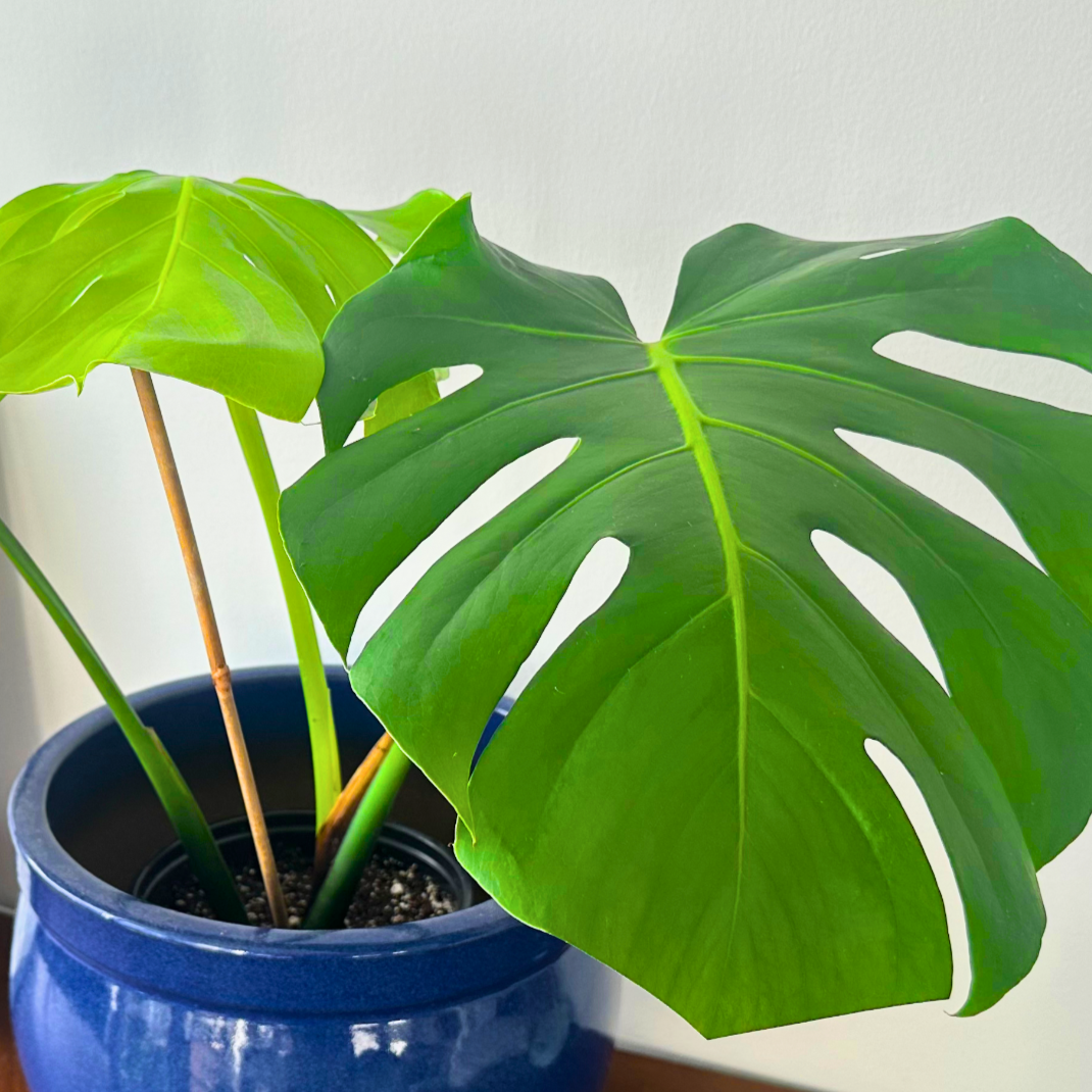 Monstera deliciosa (Swiss Cheese Plant)