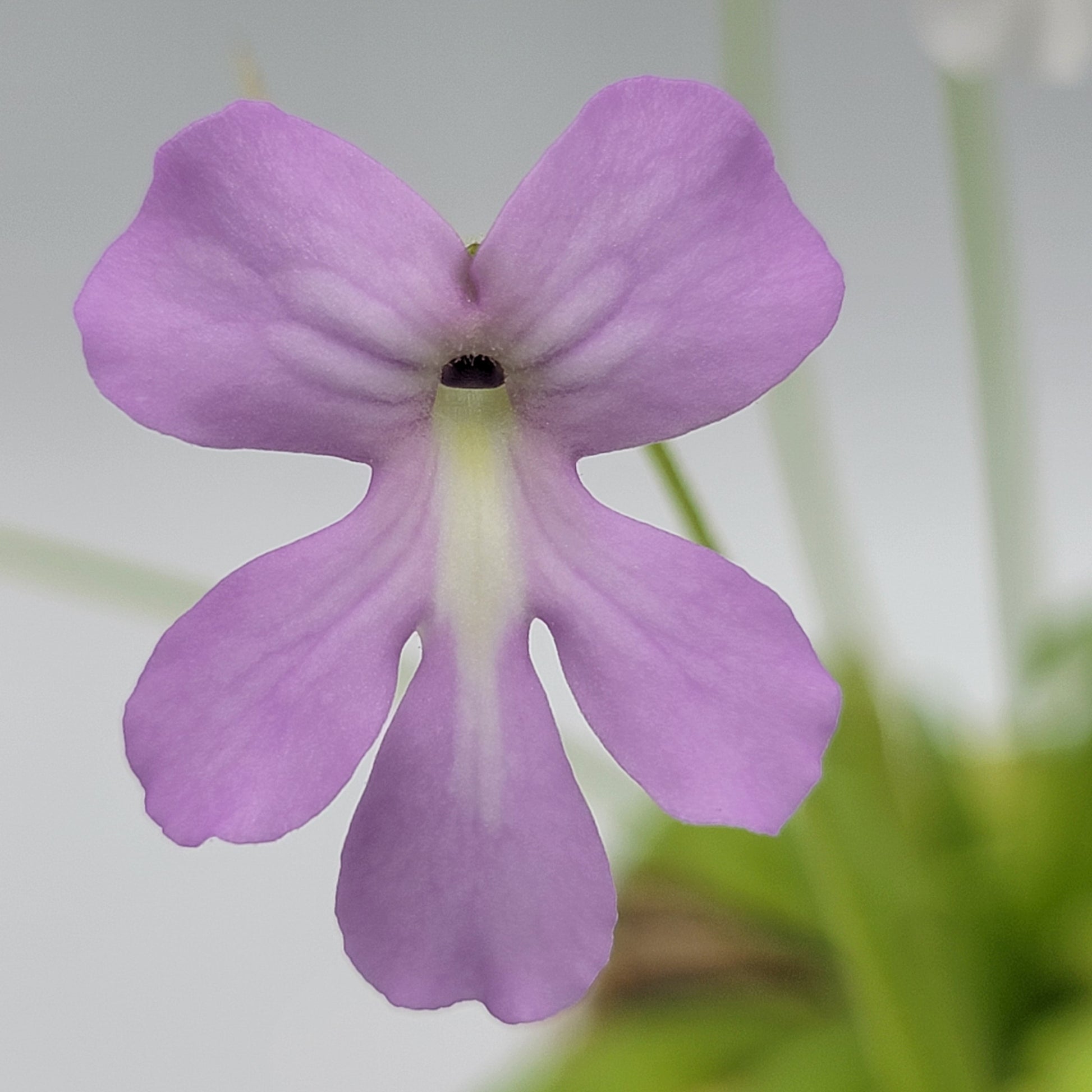 Pinguicula moranensis var. alba x moctezumae – Butterworts