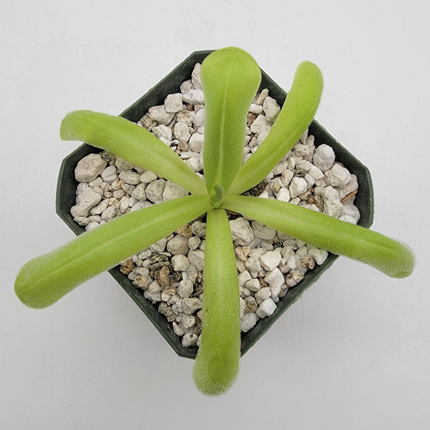 Pinguicula moranensis var. alba x moctezumae – Butterworts