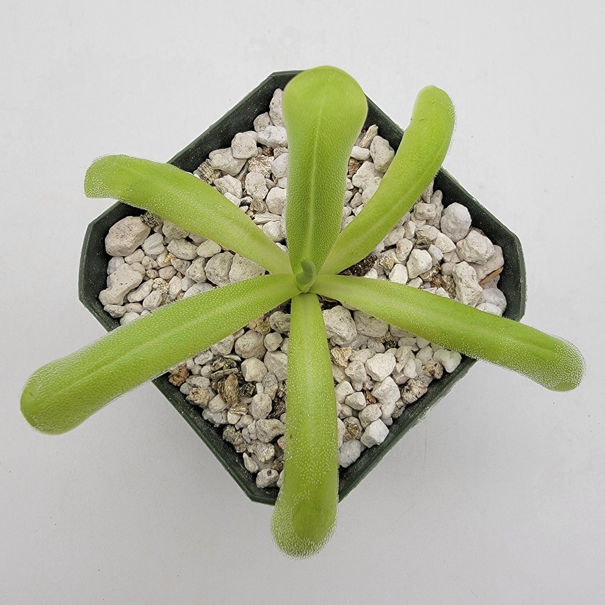 Pinguicula moranensis var. alba x moctezumae – Butterworts
