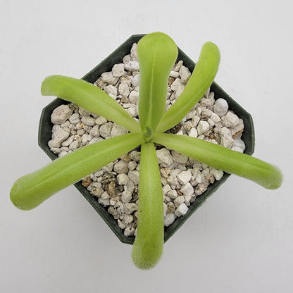 Pinguicula moranensis var. alba x moctezumae – Butterworts