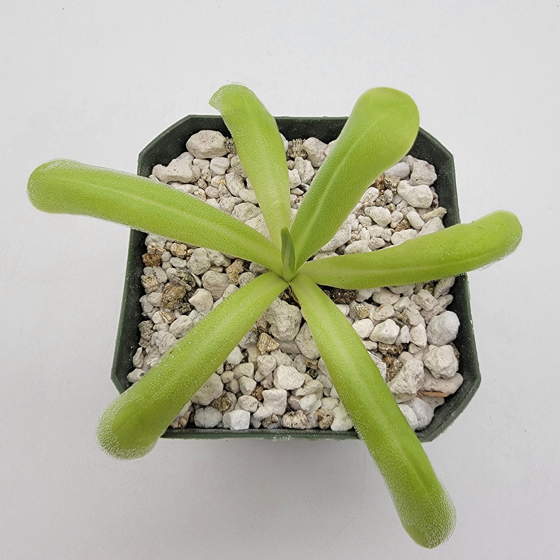 Pinguicula moranensis var. alba x moctezumae – Butterworts
