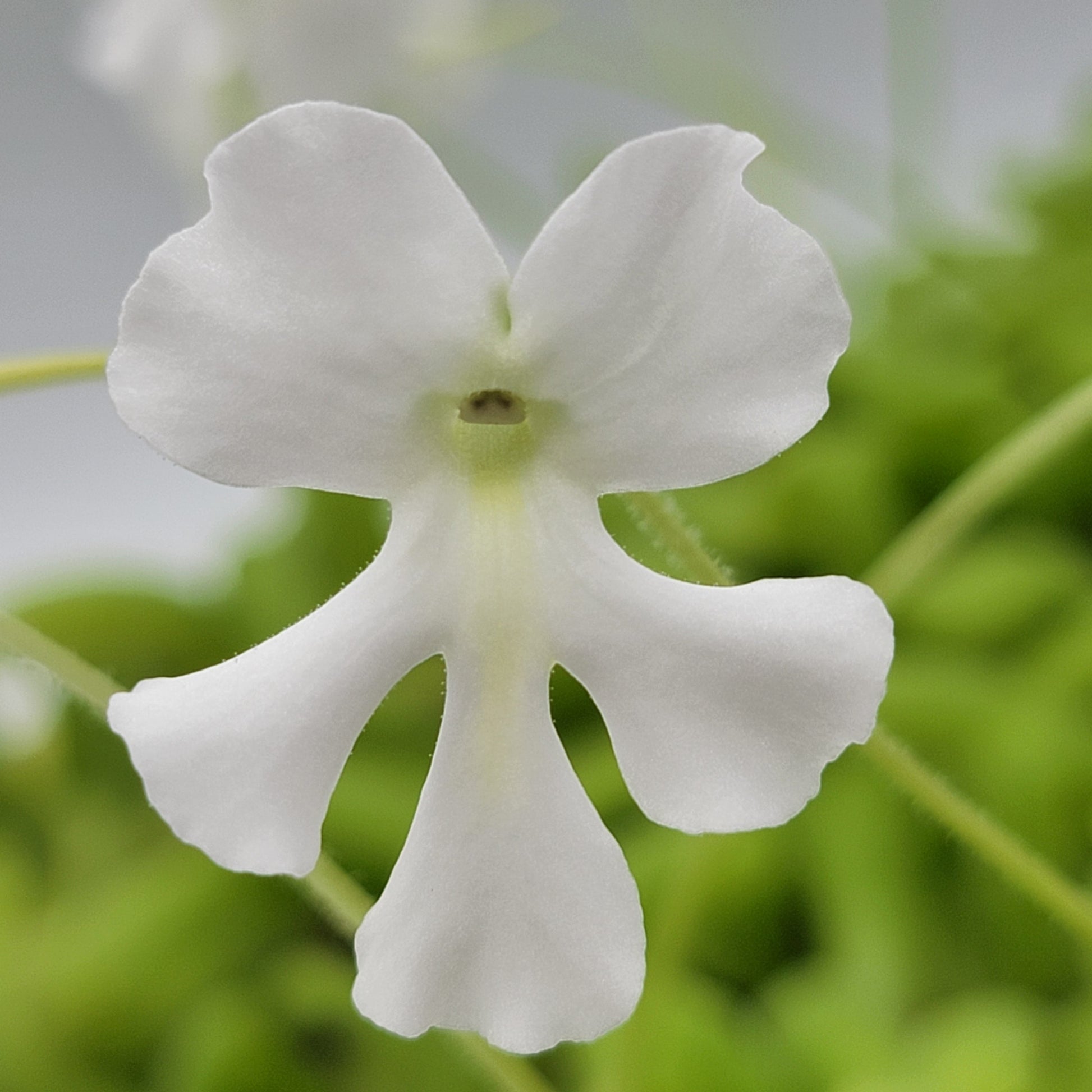 Pinguicula moranensis var. alba x moctezumae – Butterworts